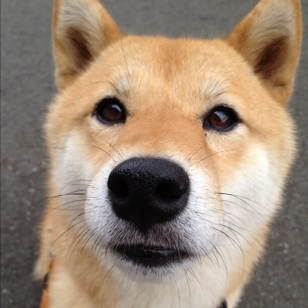 逆转风暴,非洲雄狮如何咬碎波斯铁骑,阿拉巴为何赛后评分拉满?