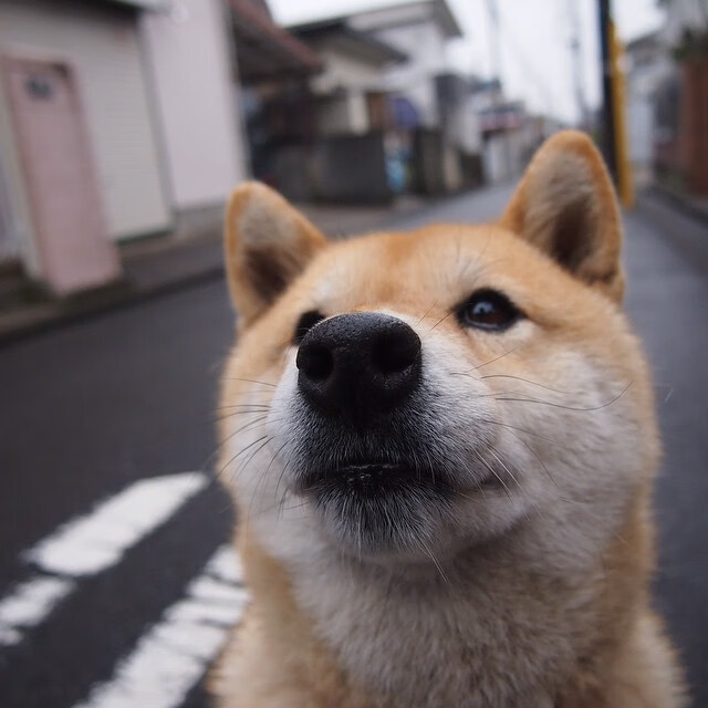 宿敌新章,武切维奇闪耀撕裂之城,开拓者主场提前终结马刺悬念