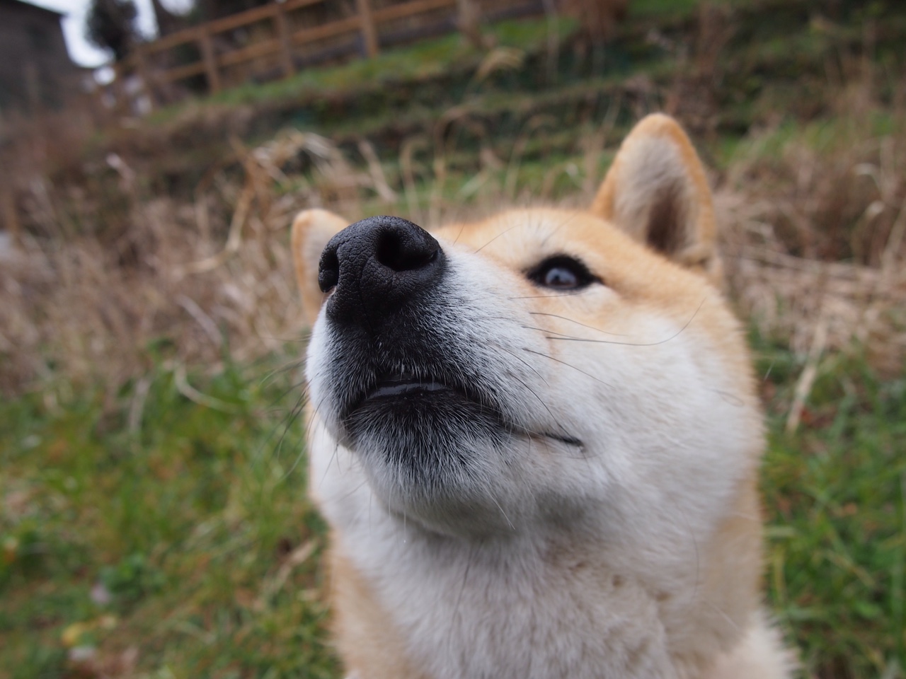 绝杀!格纳布里一锤定音,日本足球的冷静与野心