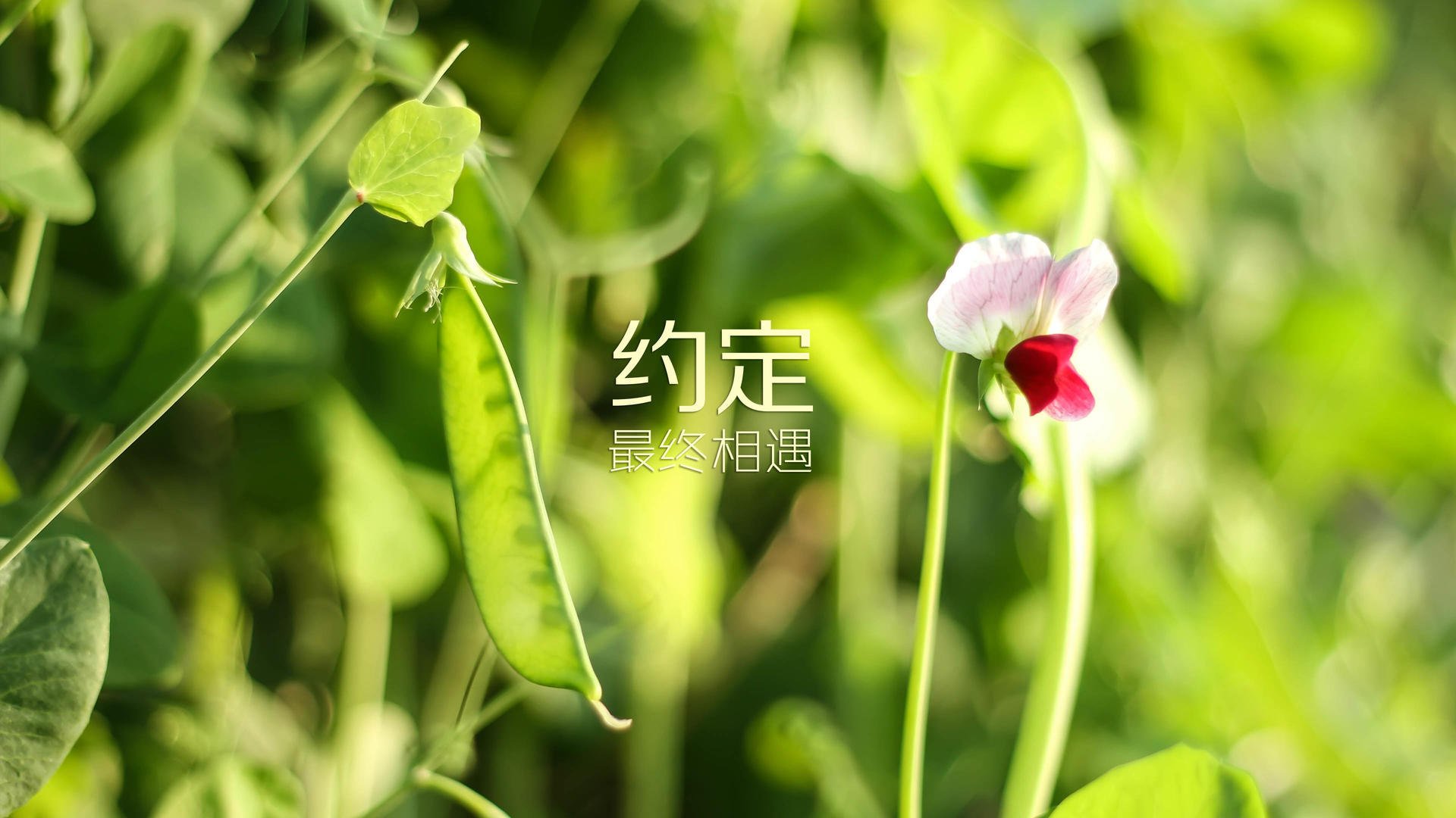 武切维奇独扛大旗，深圳队粉碎76人创奇迹