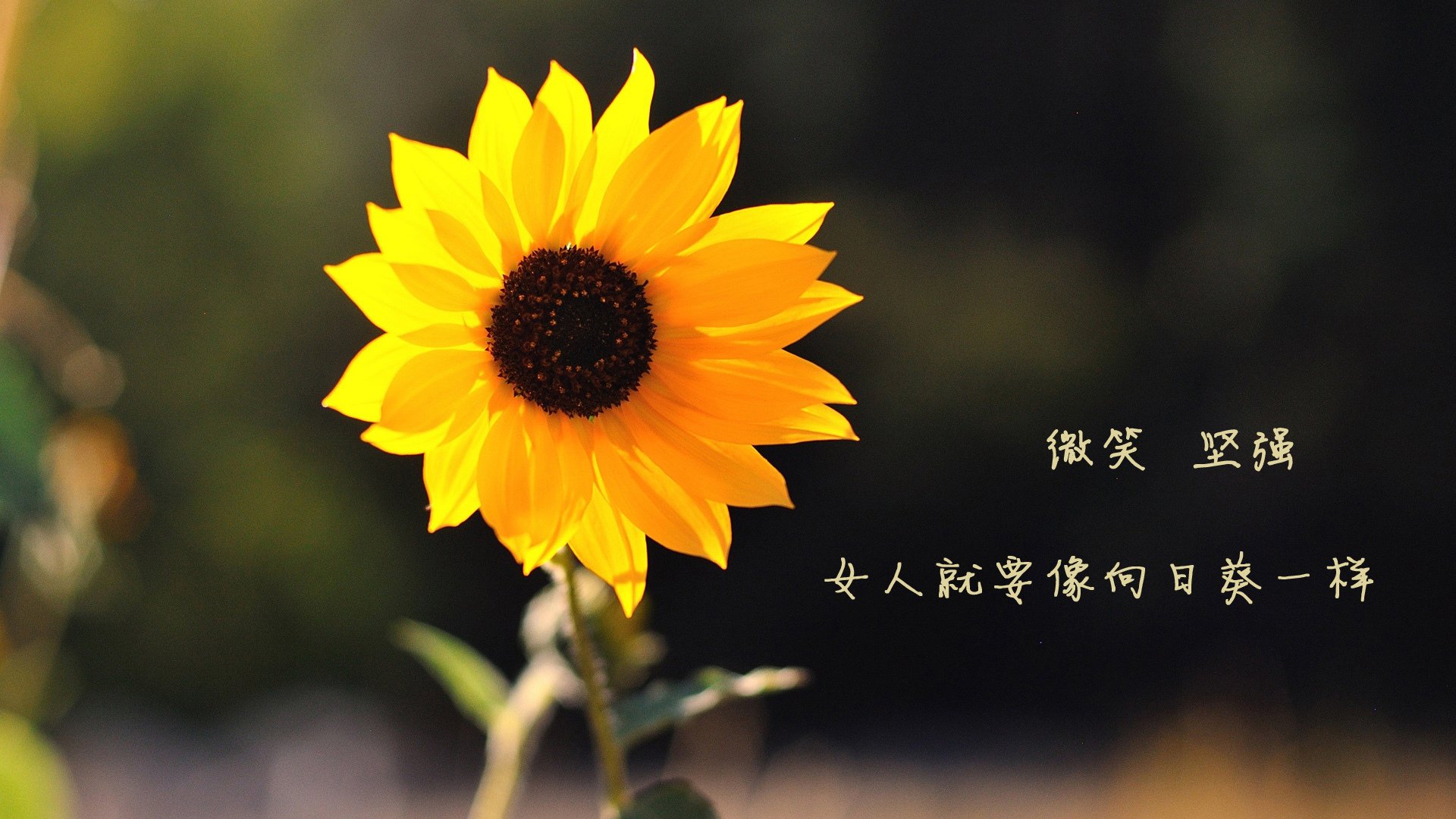 史诗对决,芬兰鏖战日本,卡马文加如何成为破局者?