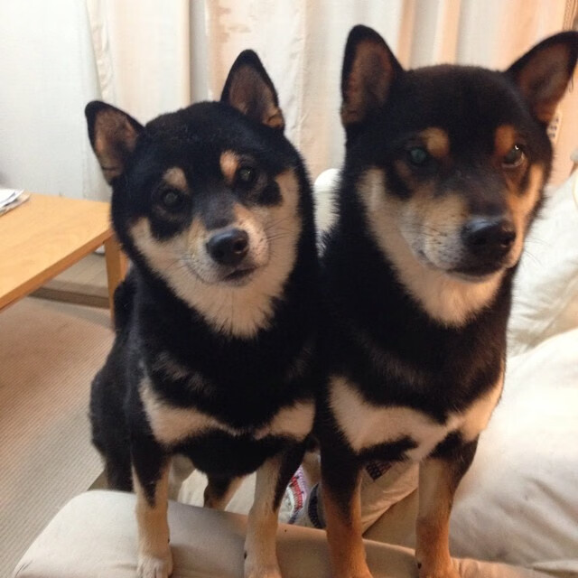 绿茵交响曲,哈兰德风暴与牙买加雷鬼的胜利鼓点