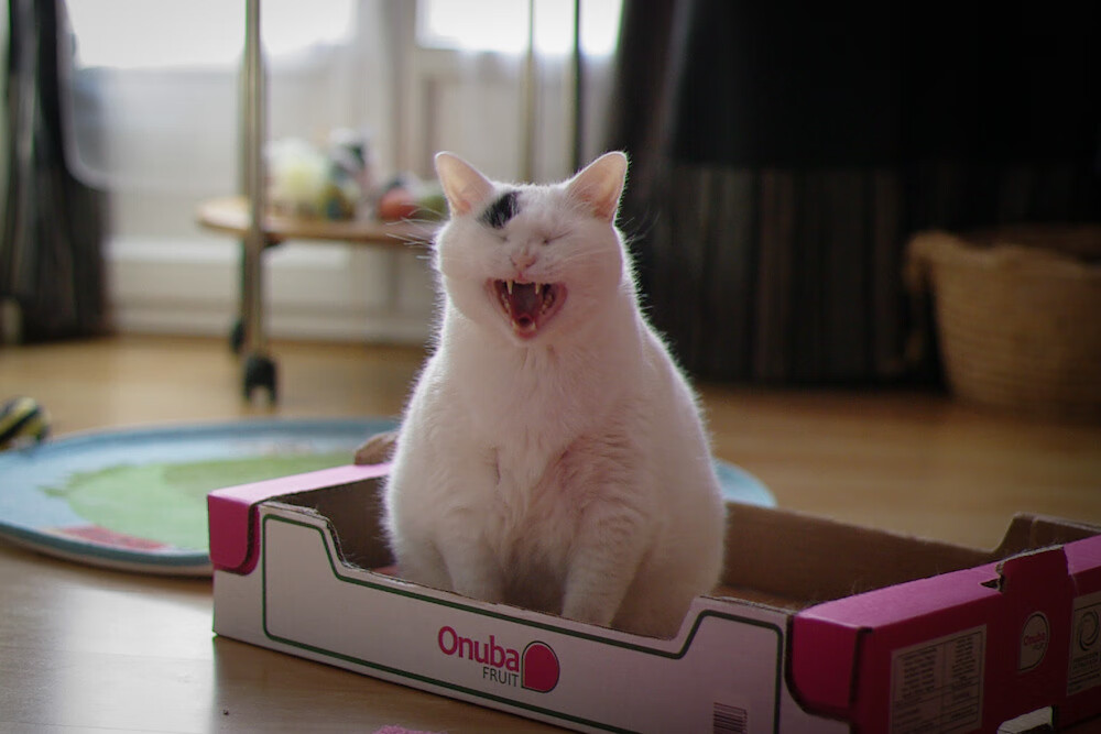 柔术与铁蹄,当久保建英的舞蹈遇上德意志的钢铁洪流