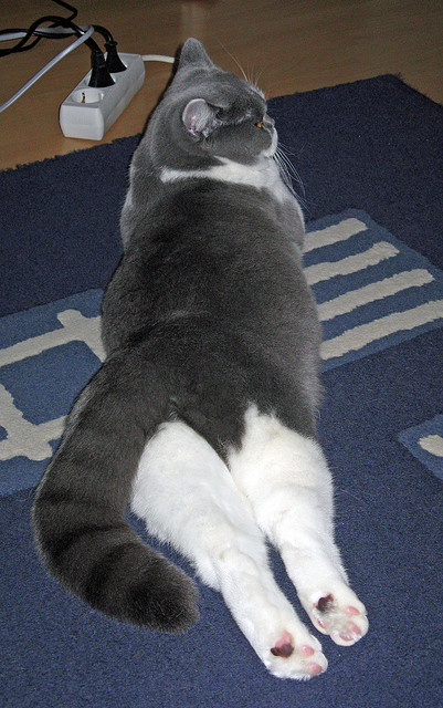 足球新大陆，勒沃库森的商业远征与楚阿梅尼的美加墨风暴