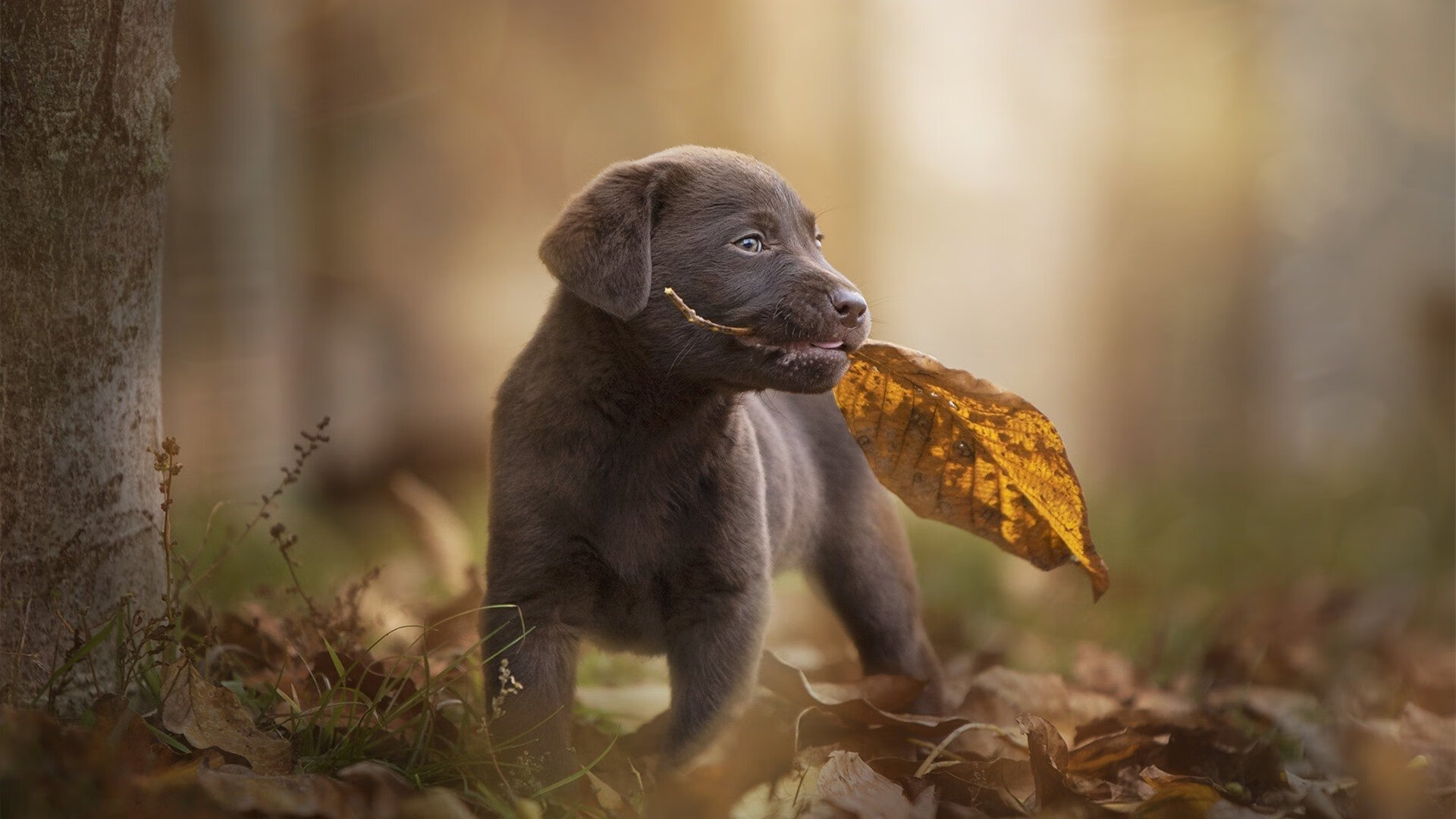 莱万致命一击！阿森纳末节发力带走日本，新赛季利刃已出鞘