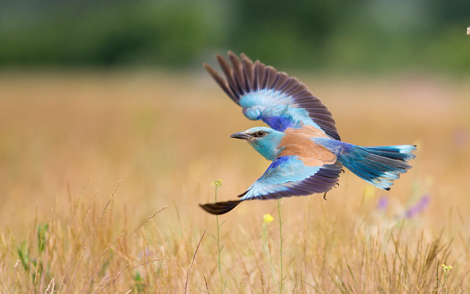 布克的速度改写结局,当活塞提前终结悬念,热火在攻防转换中迷失