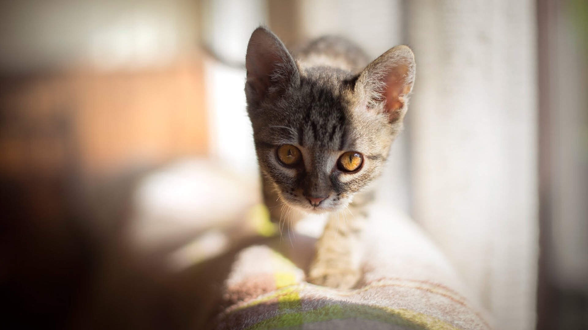 曼联全面压制瑞典，阿拉巴关键先生引领胜利