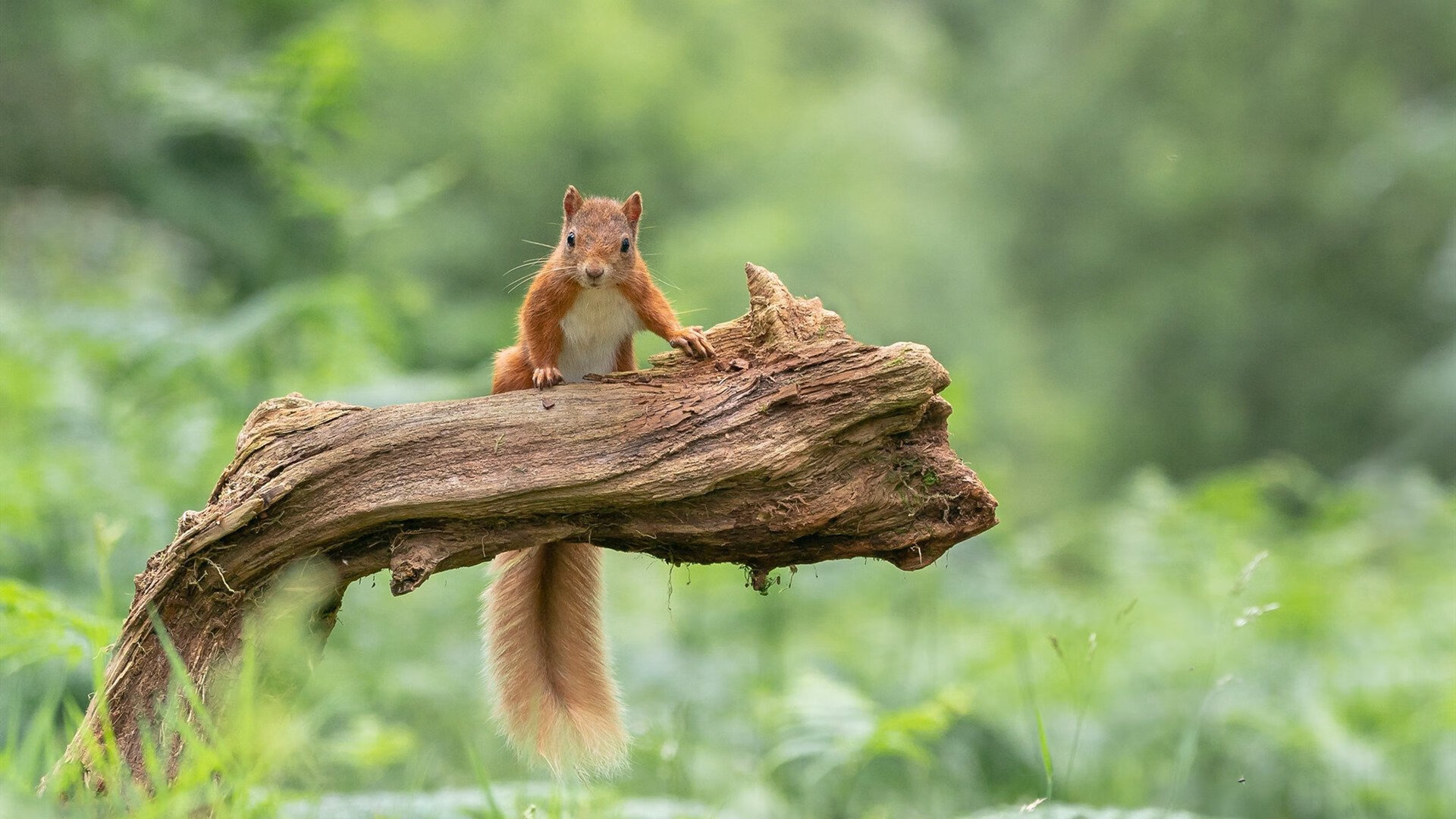 东方巨龙的掌舵人,从广厦舷窗到世界之巅的遥远航程