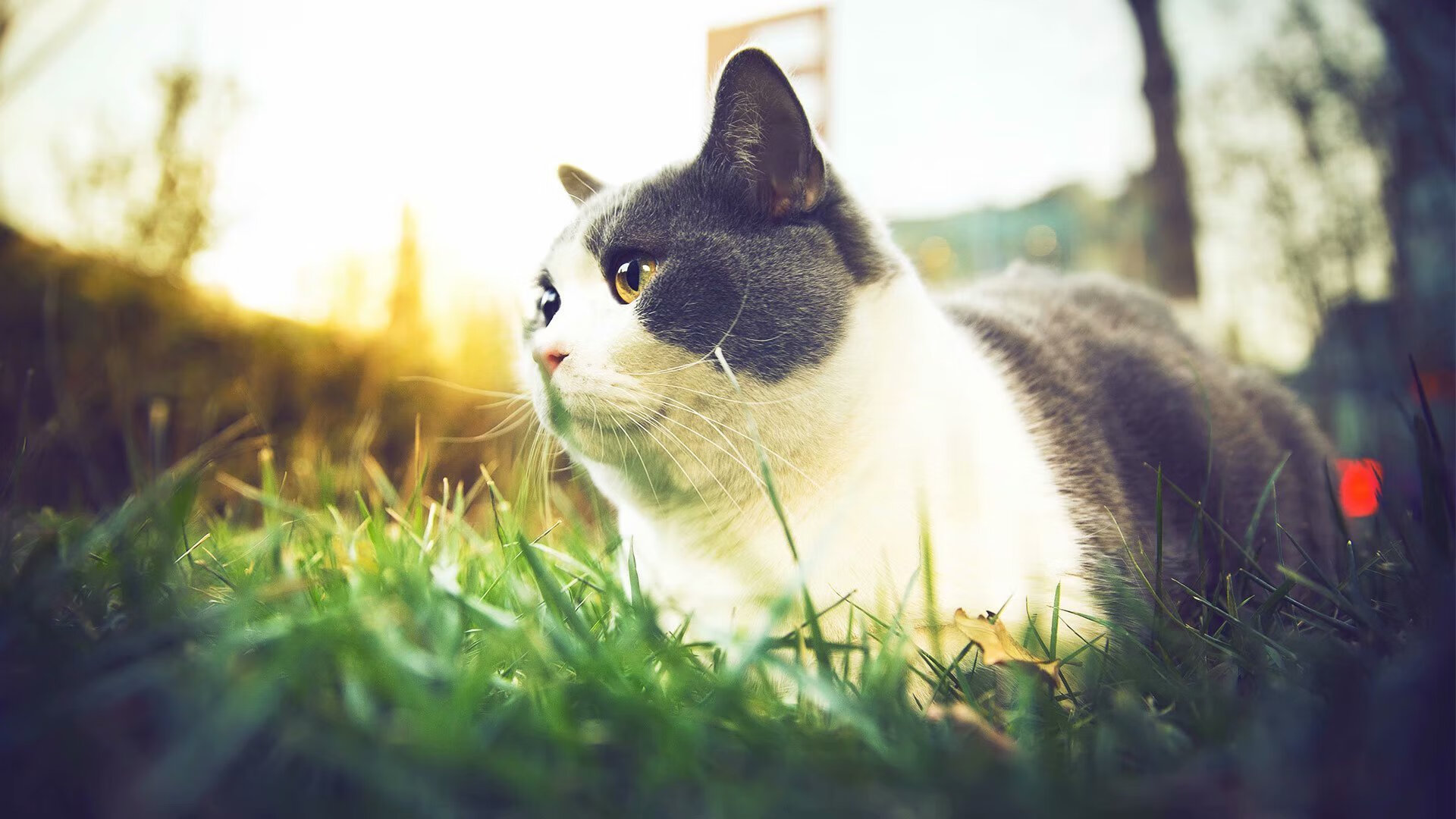 巴斯托尼，街面画师与午夜刺客的双重奏