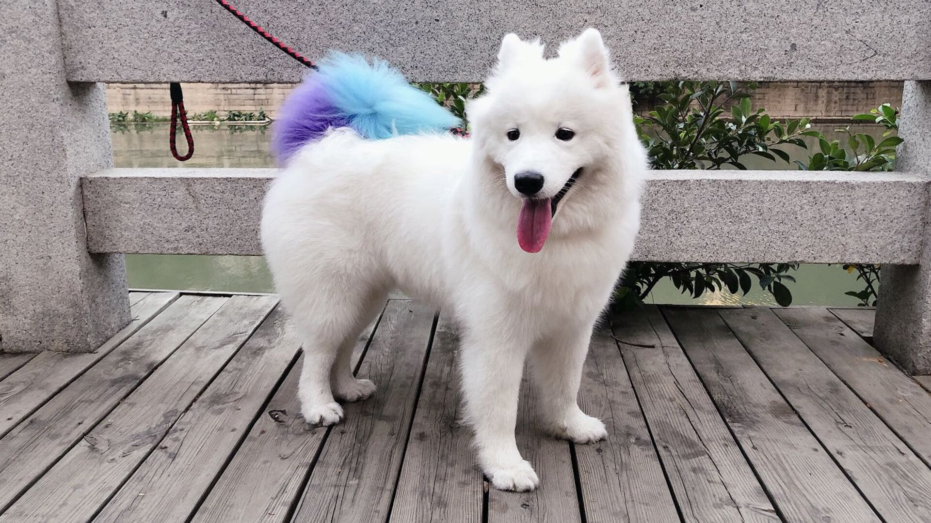 哈弗茨化身硬仗之王，头球破僵+疯狂庆祝为德国定调