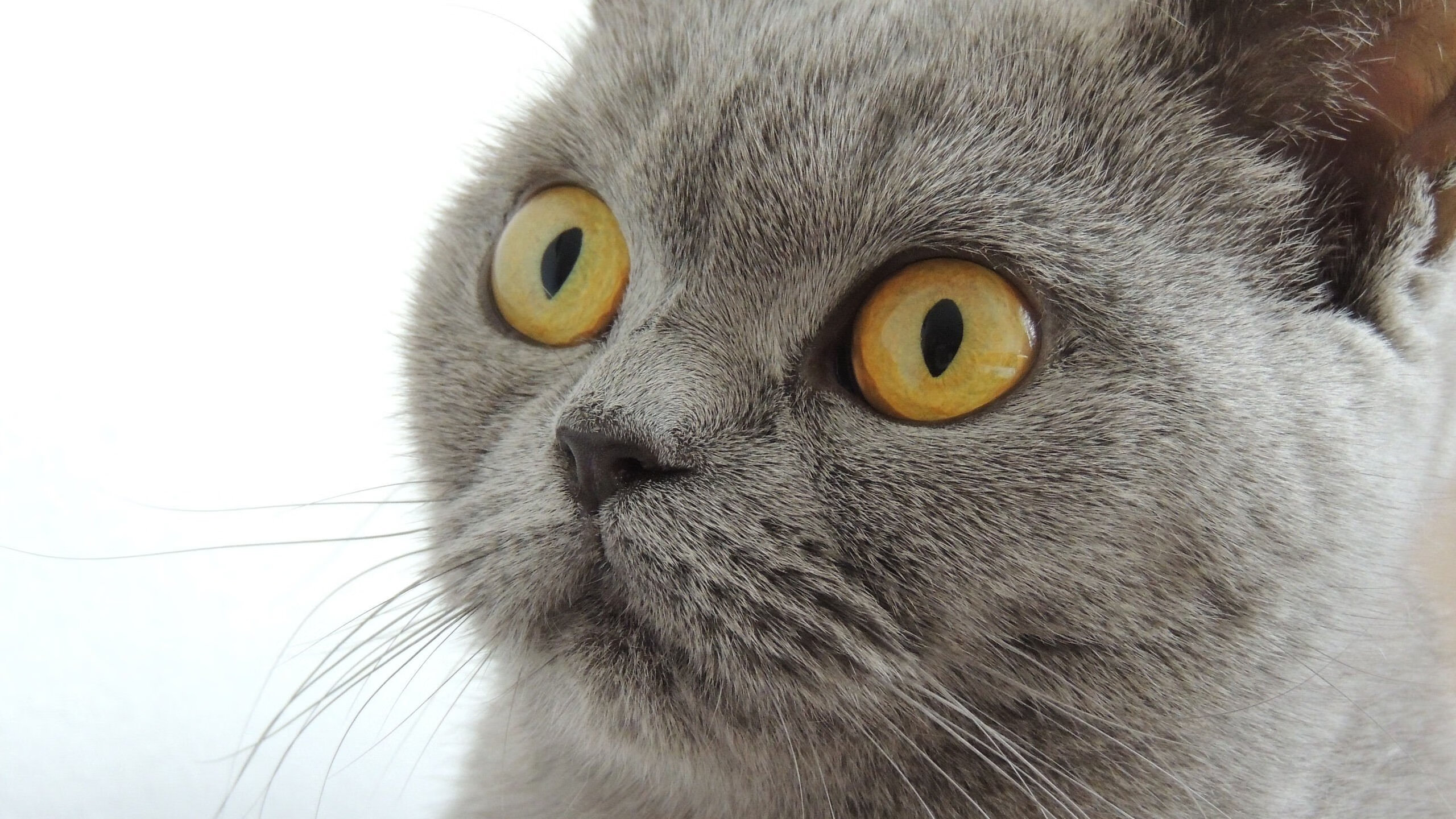 强压下的破门,奥斯梅恩如何在马赛展现阿尔及利亚之影