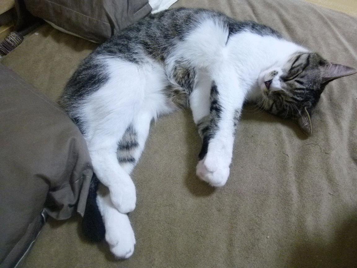 底特律新约基奇诞生！活塞加时险胜爵士，无名中锋改写剧本