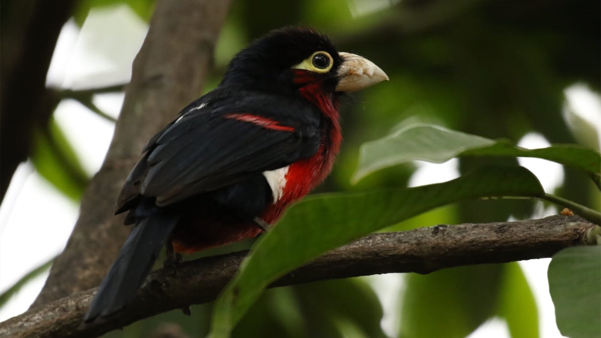 街道上的绿茵魂，F1摩洛哥焦点战，血拼皇马之影