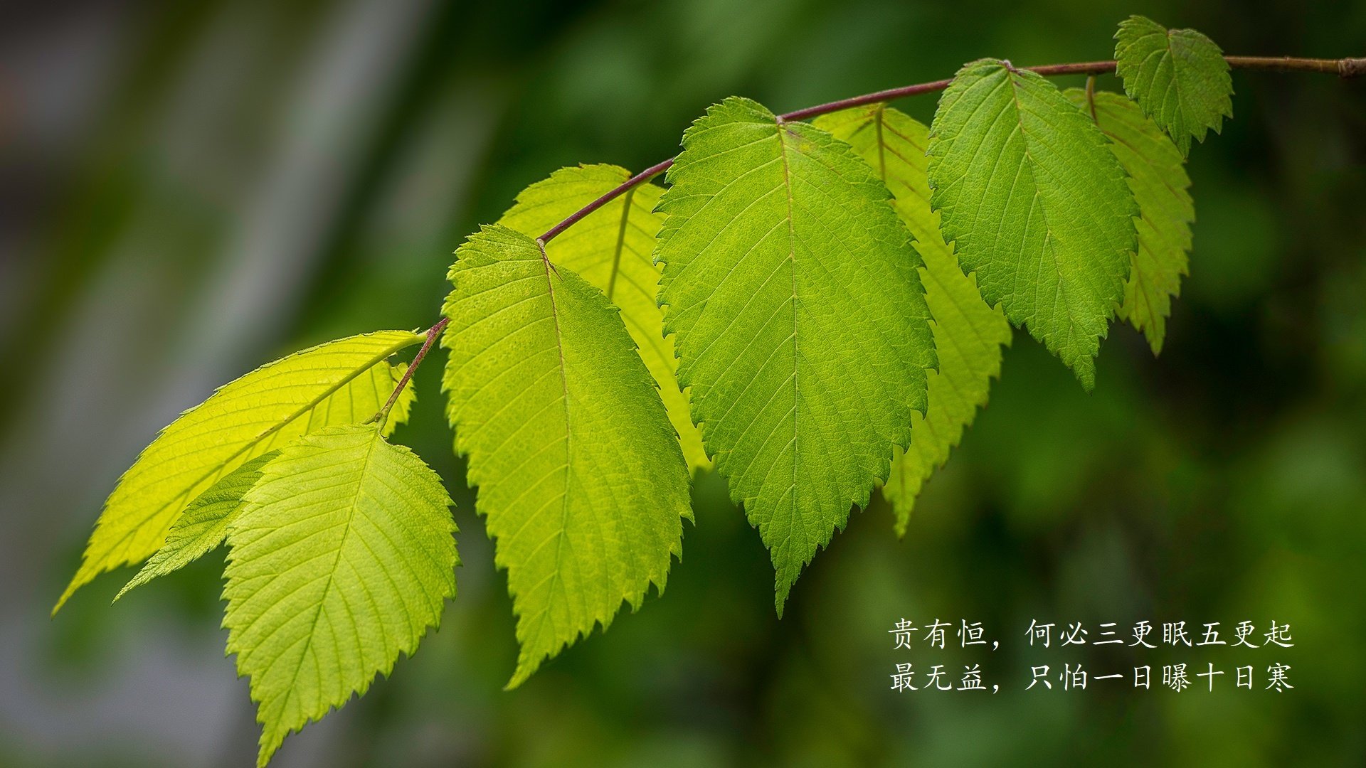 佩德里一剑封喉,西班牙绝杀乌拉圭点燃2026世界杯F组战火